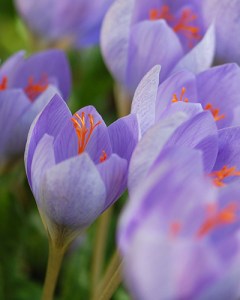Crocus SPECIOSUS.jpg